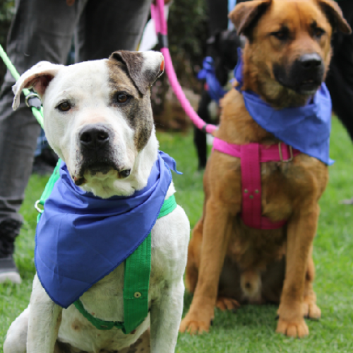 ESTERILIZACIONES GRATUITAS DE MASCOTAS EN BOGOTÁ 16 AL 20 DE SEPTIEMBRE